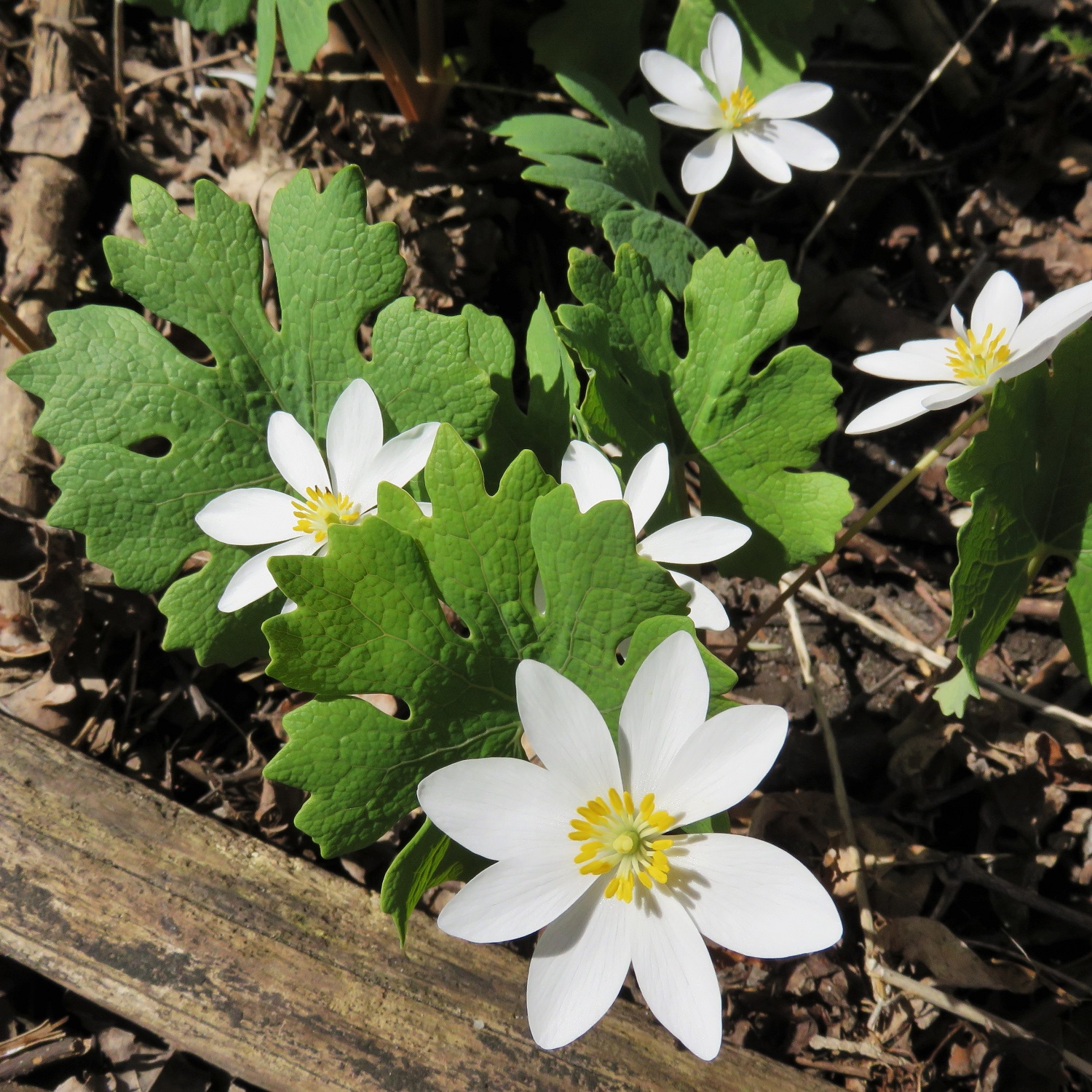 Fioriture primaverili - Sanguinaria canadensis