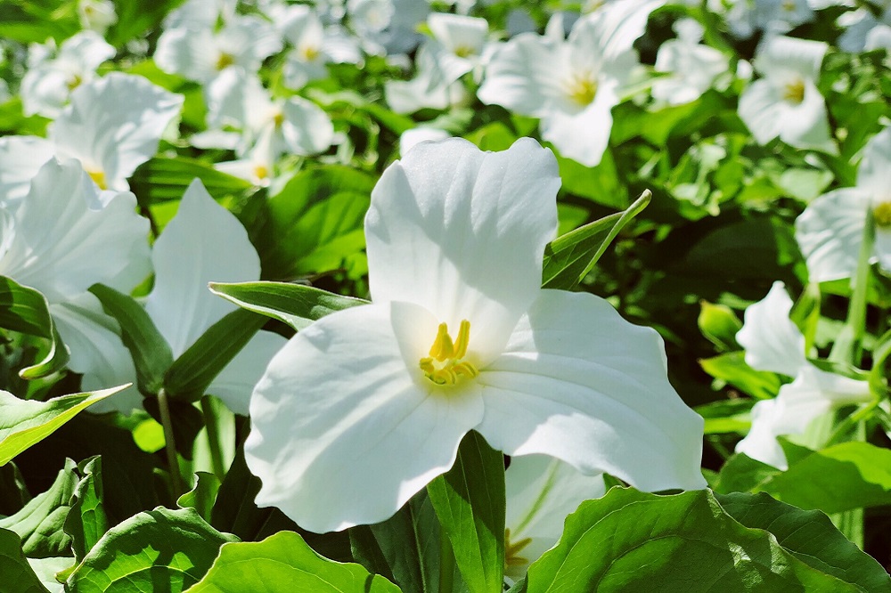 Fioriture primaverili - Trillium grandiflorum