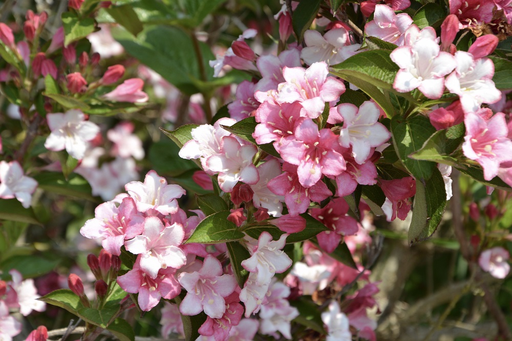 Fioriture primaverili - Weigela florida