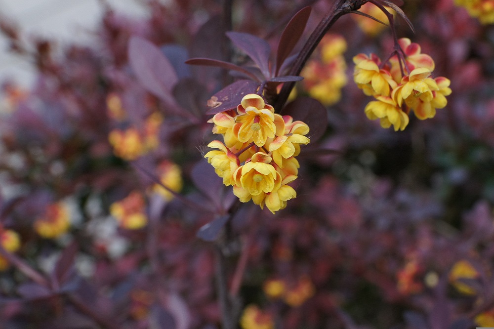 Fioriture primaverili - berberis thunbergii