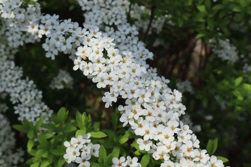 Fioriture primaverili - spiraea thunbergii