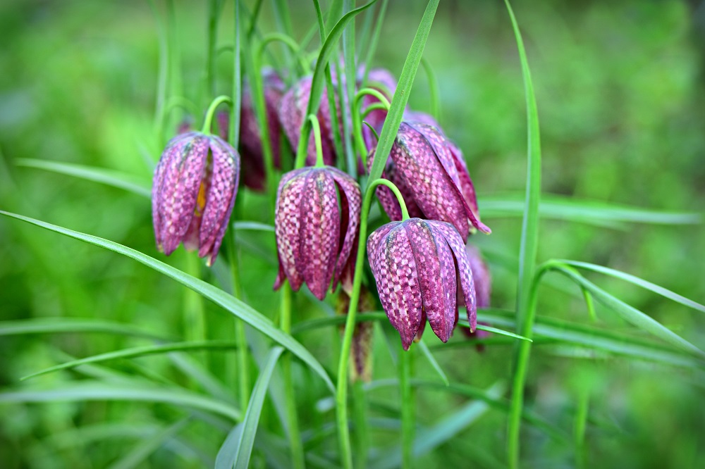Fritillaria meleagris