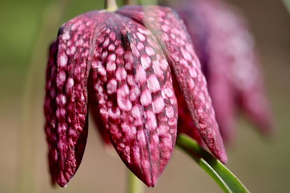 Fritillaria meleagris