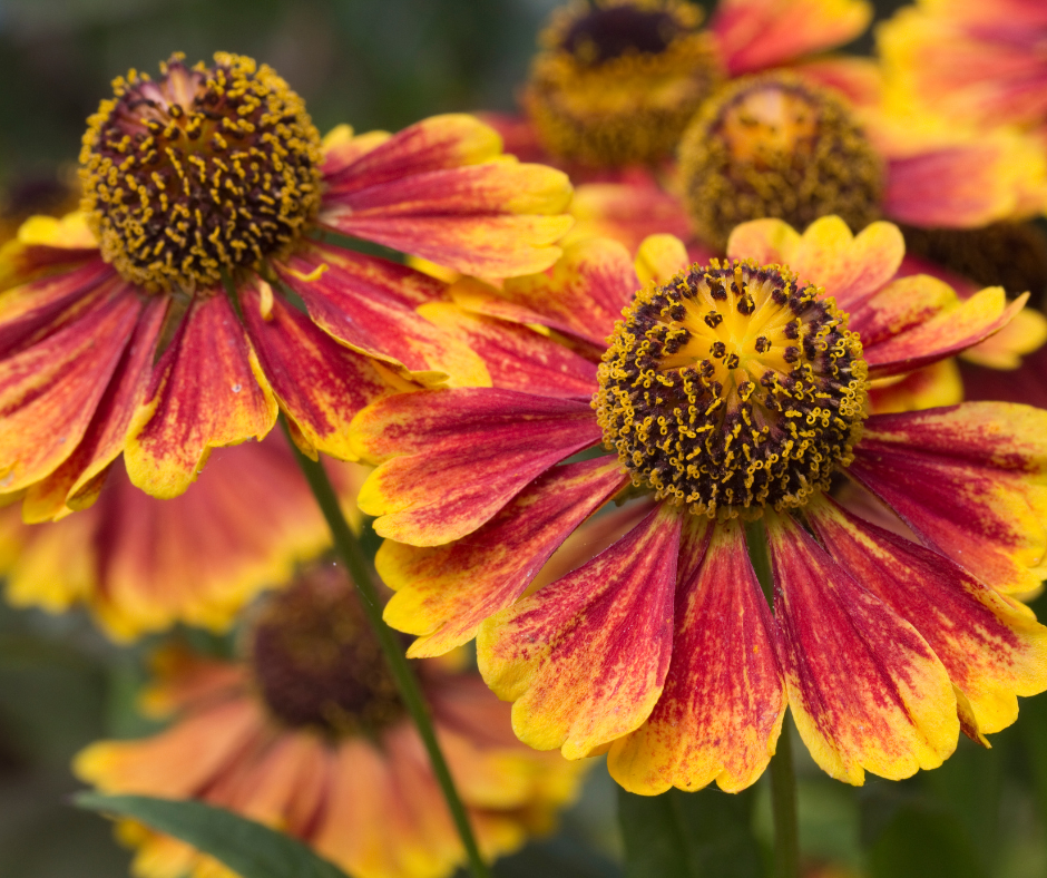 Helenium