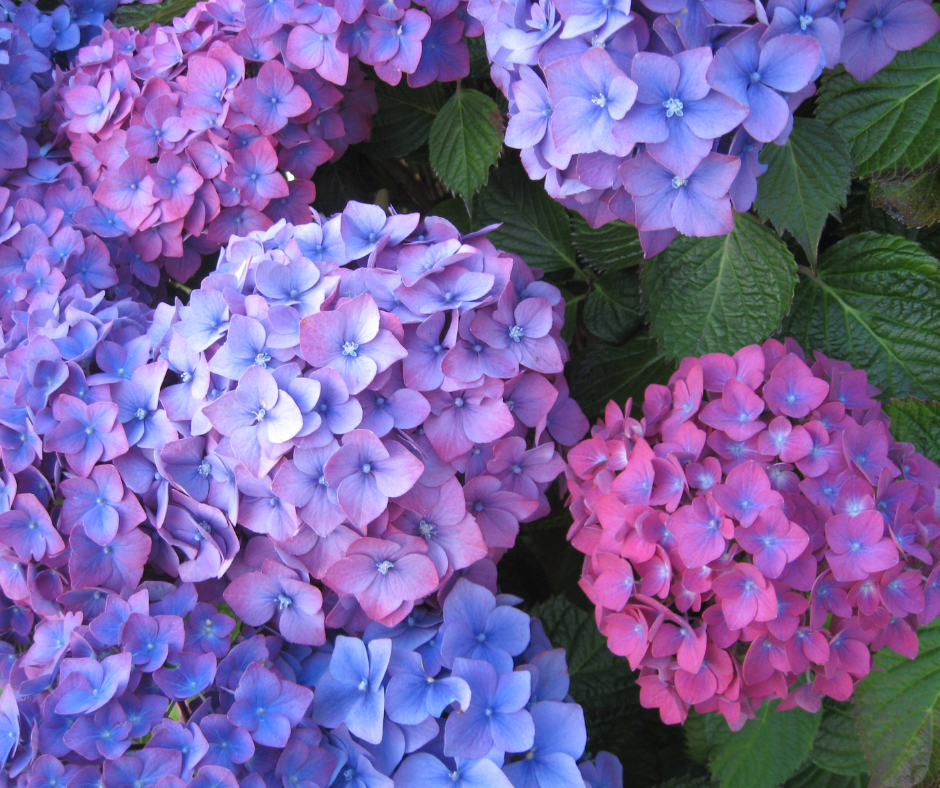 Hydrangea