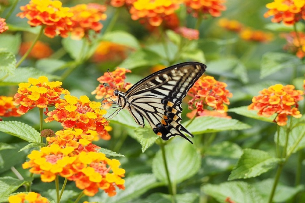 Lantana