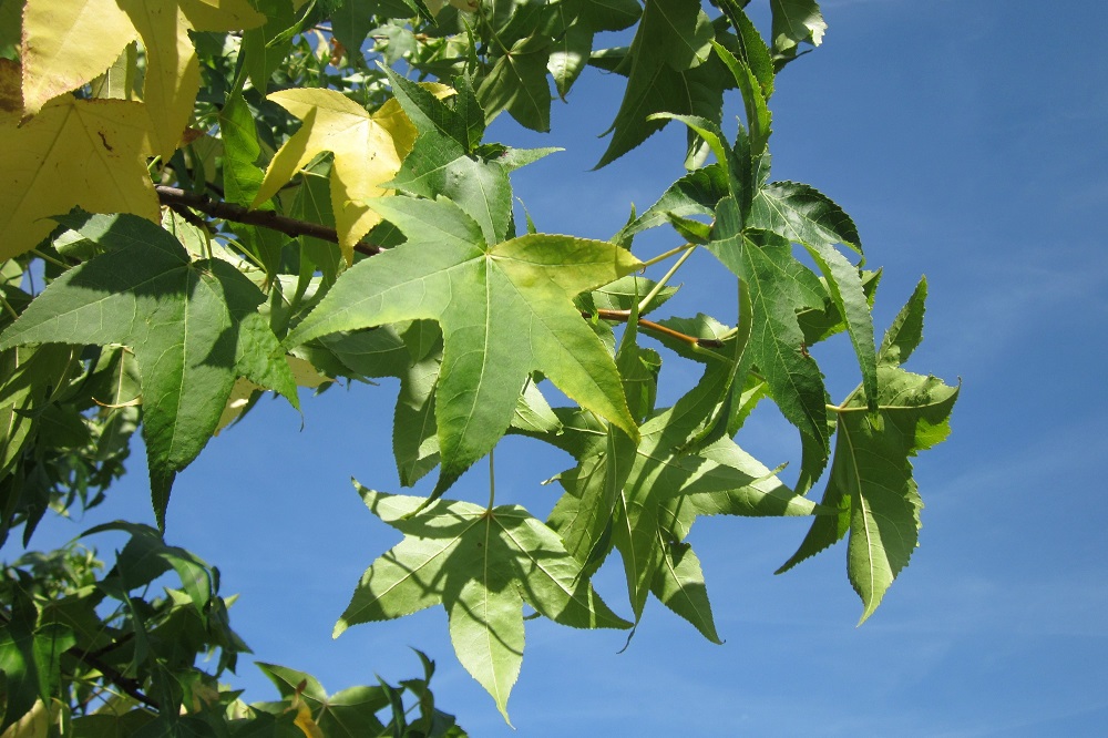 Liquidambar Styraciflua