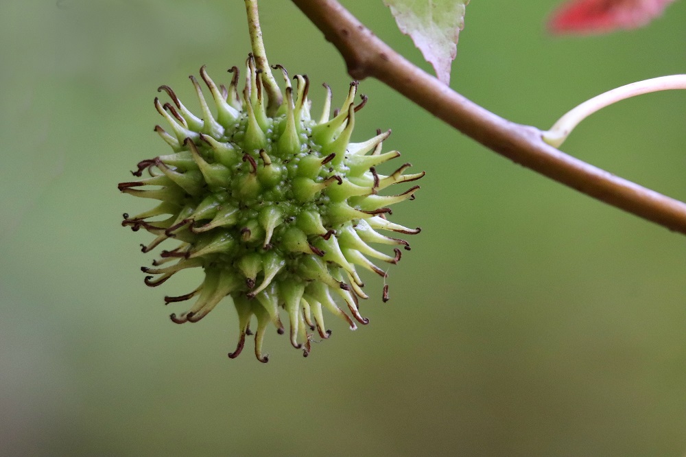 Liquidambar Styraciflua