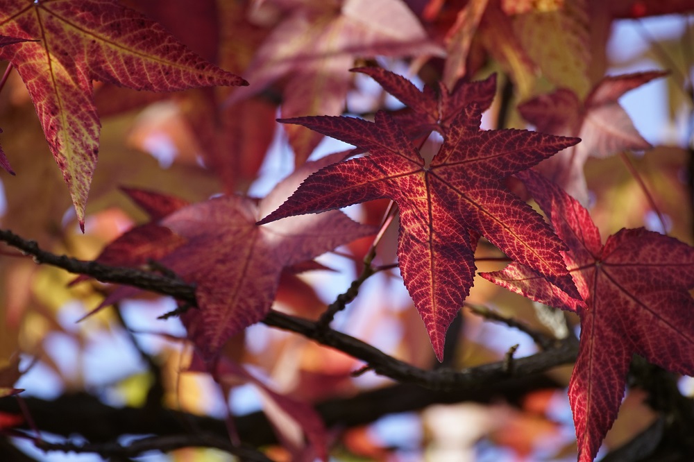 Liquidambar Styraciflua