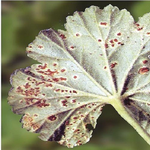 Malattie fungine in autunno - Ruggine