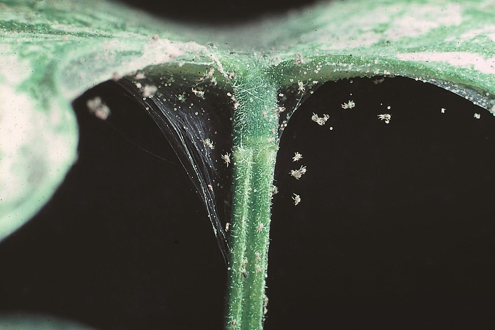 Olio di Soia in giardino - Acari