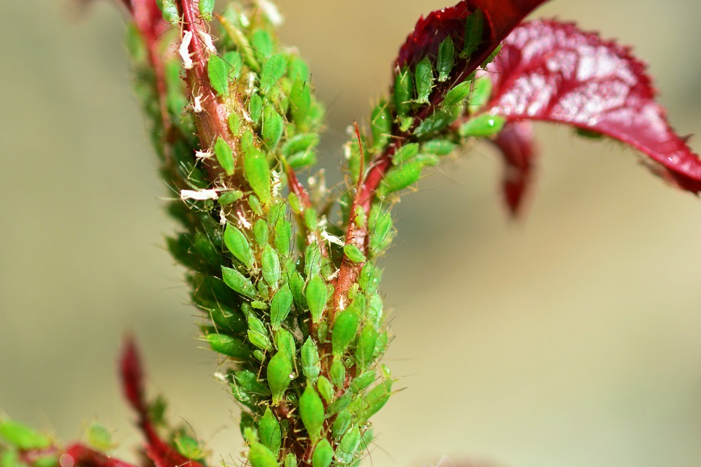 Olio di Soia in giardino - Afidi
