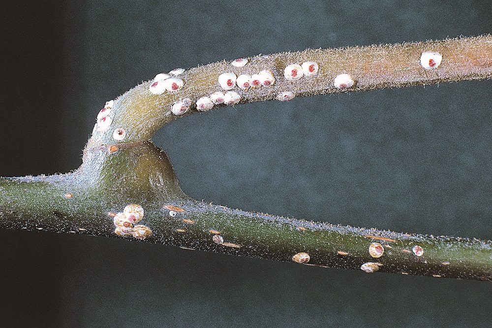 Olio di Soia in giardino - Cocciniglie