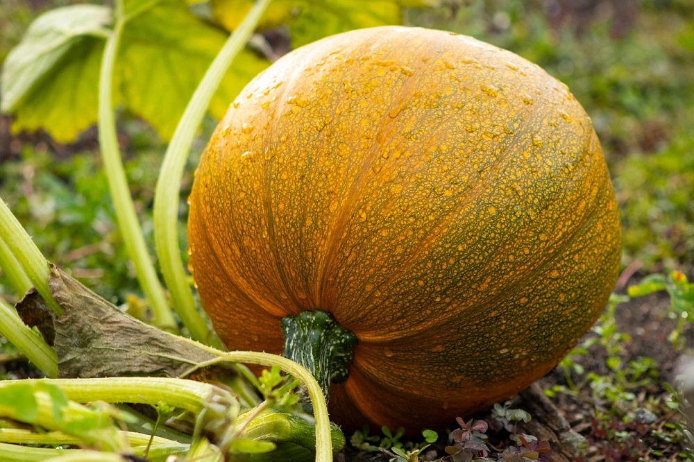 Orto autunnale