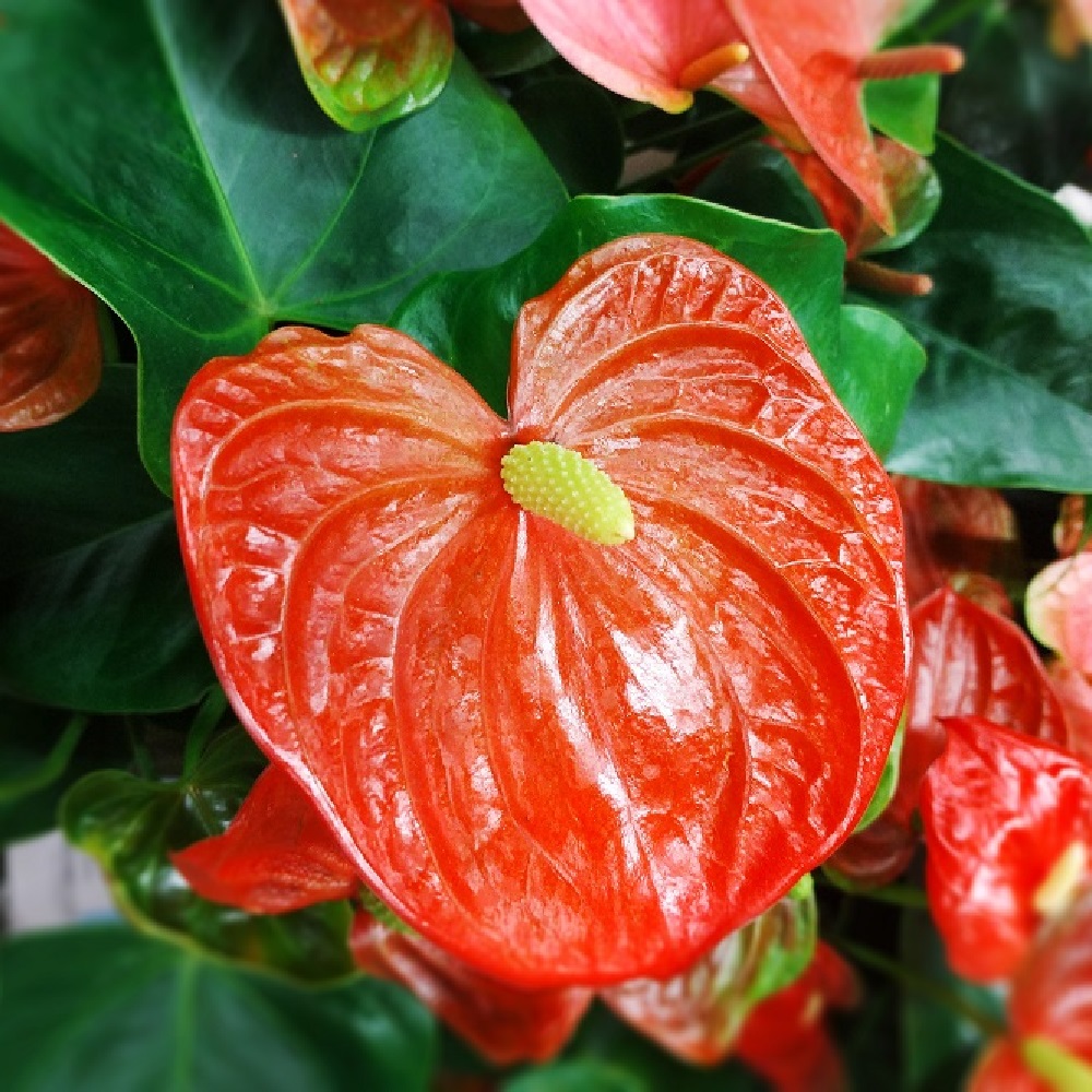 Piante per la Festa della Mamma - Anthurium