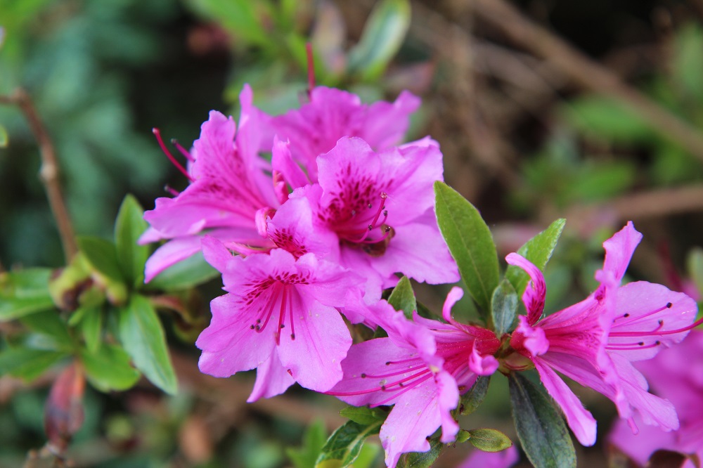 Piante per la Festa della Mamma - Azalea