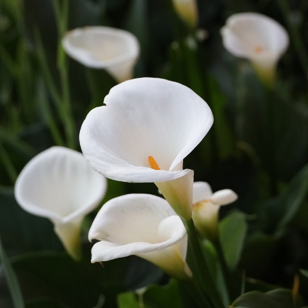 Piante per la Festa della Mamma - Calla