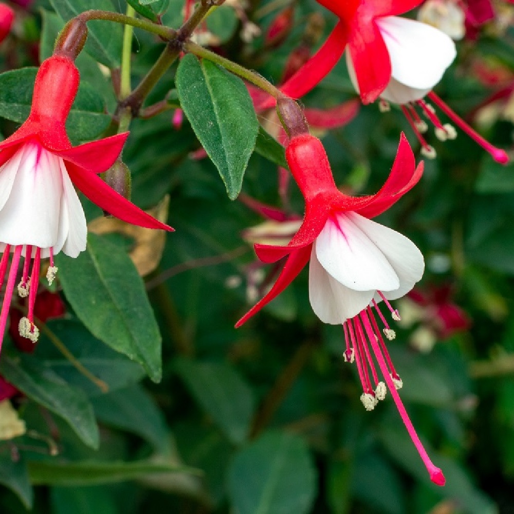 Piante per la Festa della Mamma - Fucsia