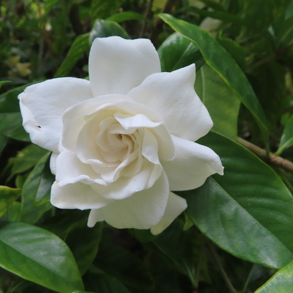 Piante per la Festa della Mamma - Gardenia
