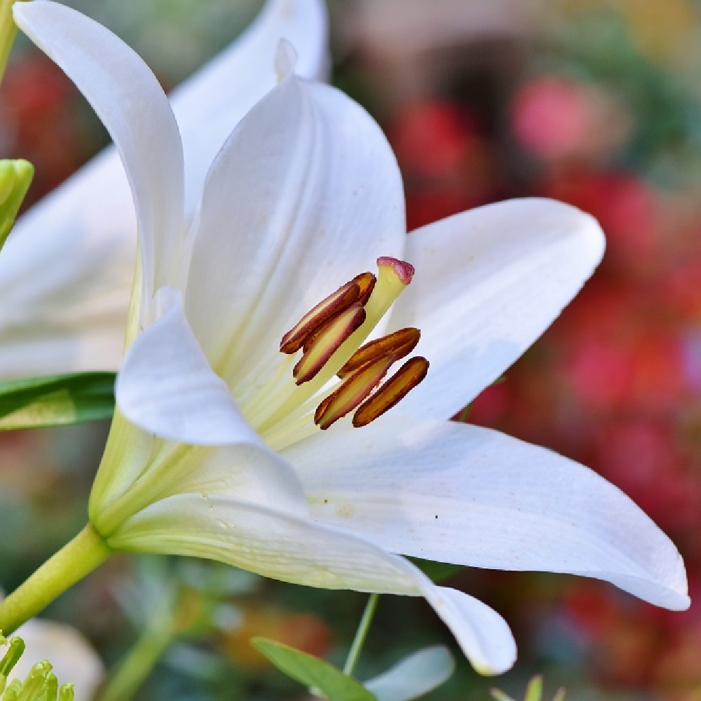 Piante per la Festa della Mamma - Giglio