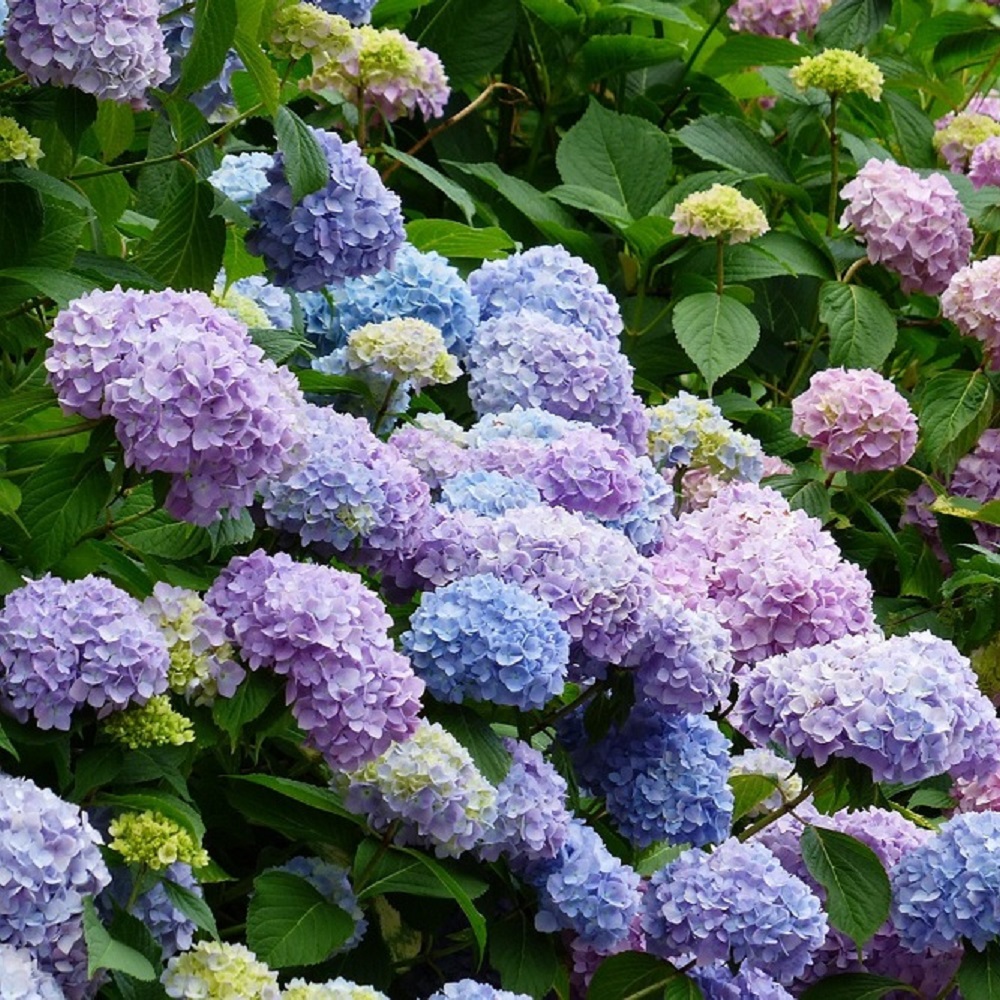 Piante per la Festa della Mamma - Ortensia