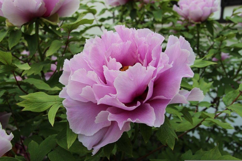 Piante per la Festa della Mamma - Peonia lactiflora