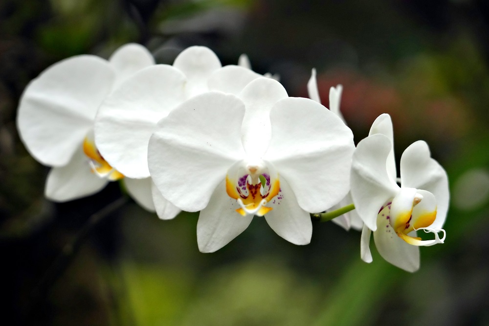 Piante per la Festa della Mamma - Phalaenopsis