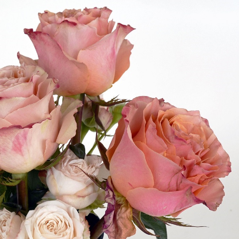 Piante per la Festa della Mamma - Rosa rosa