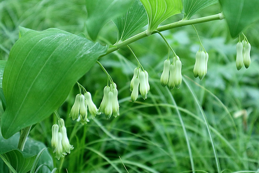 Polygonatum multiflorum