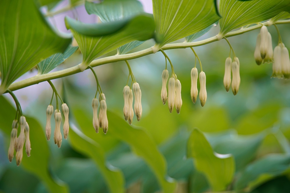 Polygonatum multiflorum
