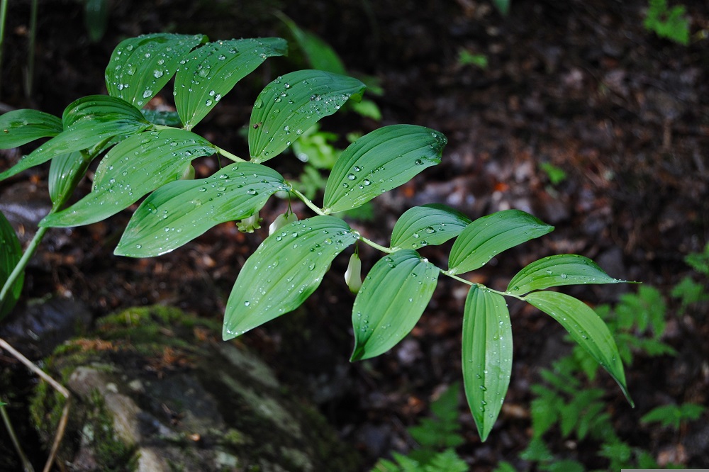 Polygonatum multiflorum