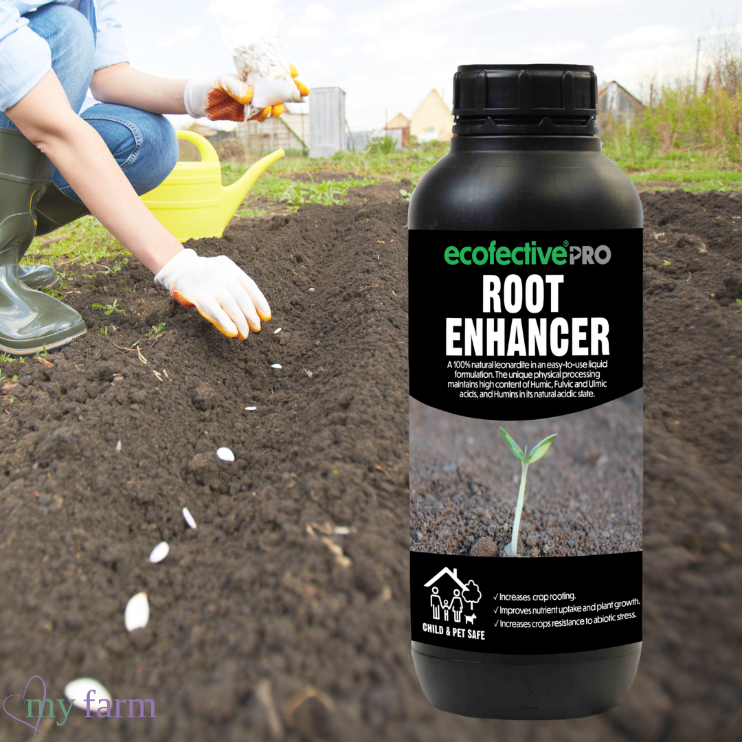 Gardening Jobs For Your Allotment or Smallholding This October