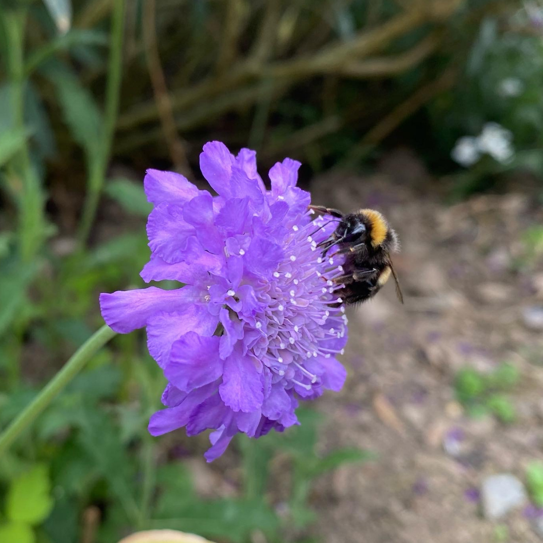 Scabious with Bee
