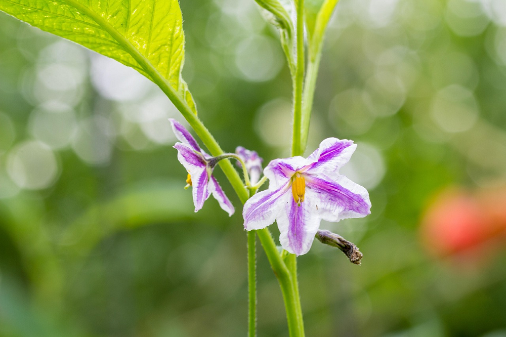 Solanum muricatum
