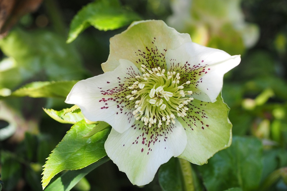 Terrazzo fiorito in inverno - Helleborus