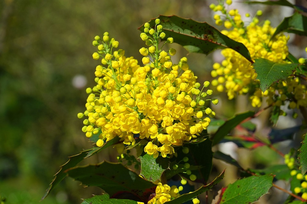 Terrazzo fiorito in inverno - Mahonia aquifolium