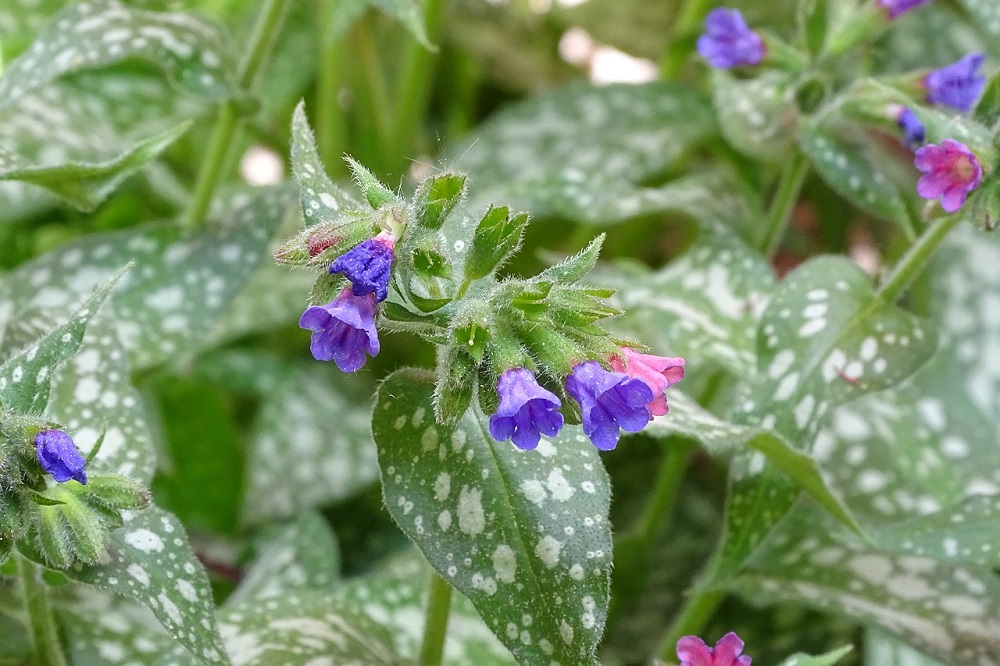 Terrazzo fiorito in inverno - Pulmonaria