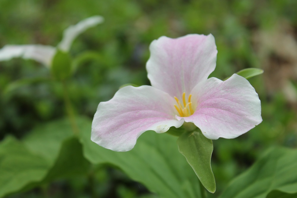 Trillium grandiflorum
