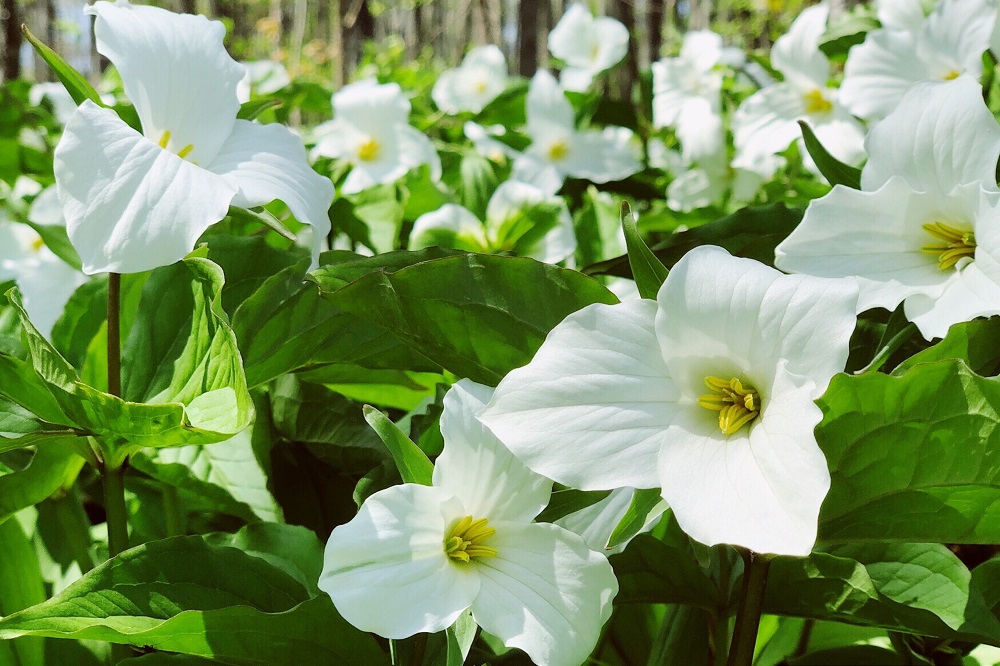 Trillium grandiflorum