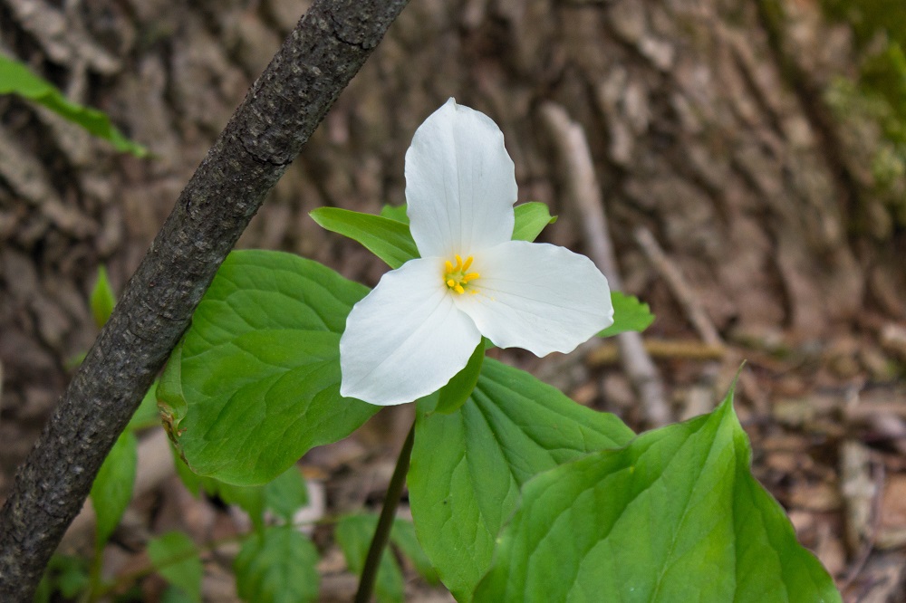 Trillium grandiflorum