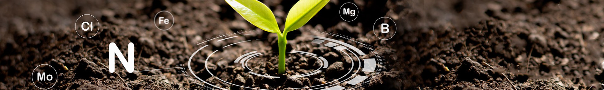 Nutrient uptake Vegetables