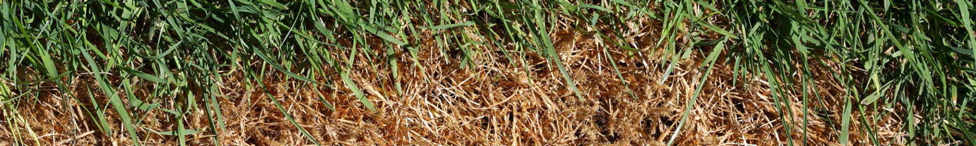 Thumbnail for Relation Between Stress And Grass Eating