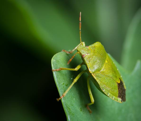 Bug and Disease Defense - August - Fuchsias