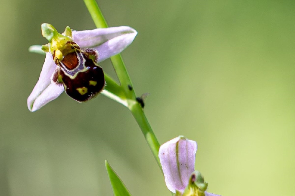 Vespe sono pericolose - Ophrys apifera 