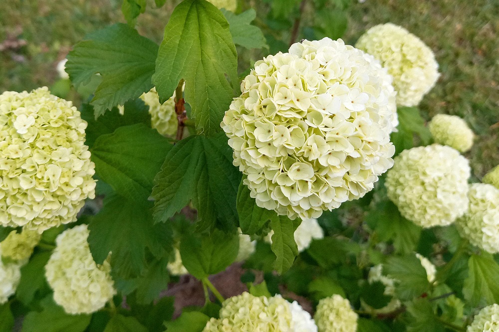Viburnum opulus