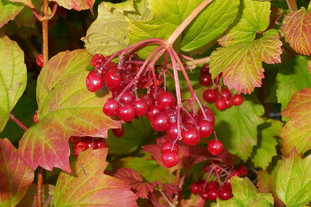 Viburnum opulus