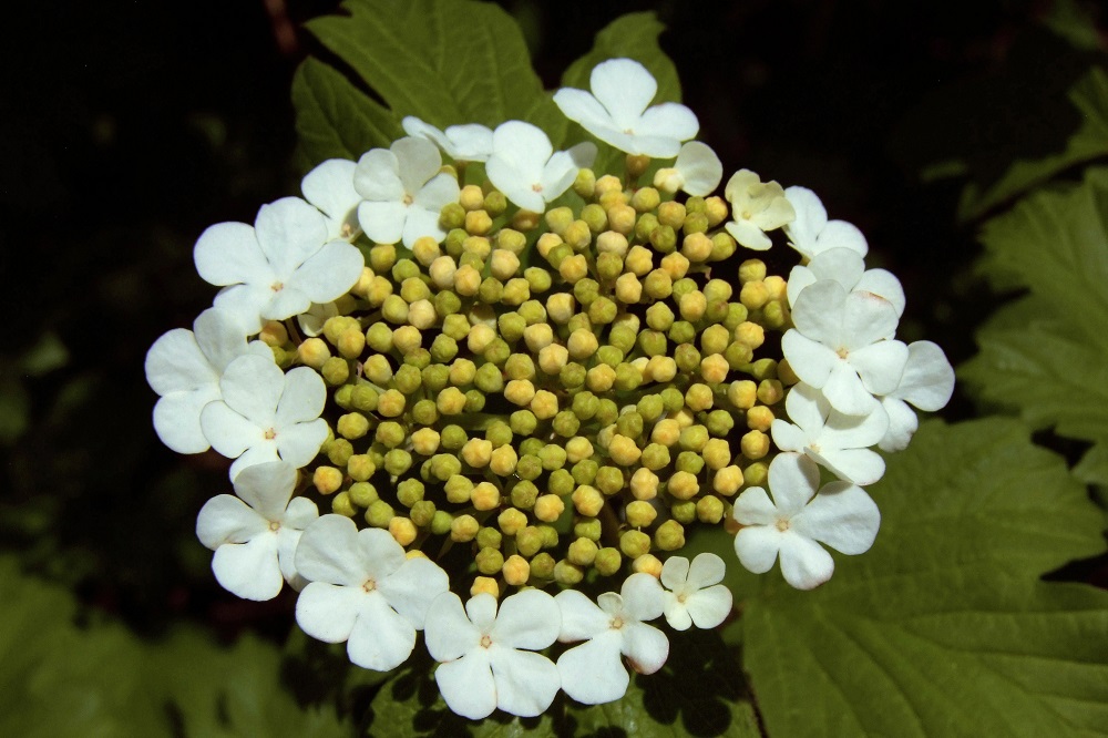 Viburnum opulus