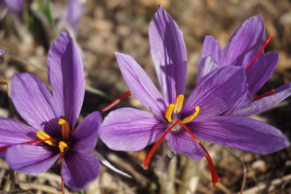 aromatiche per il balcone - Crocus sativus