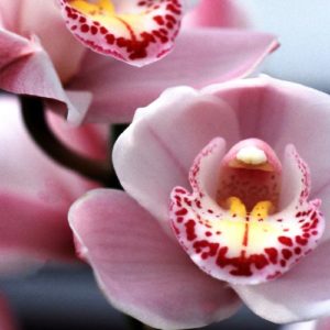 L'Orchidea Cymbidium può - Floridea - Casa Orto Giardino