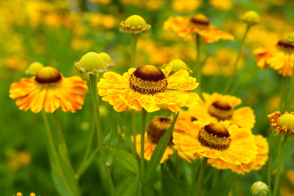 coltivare gli Helenium